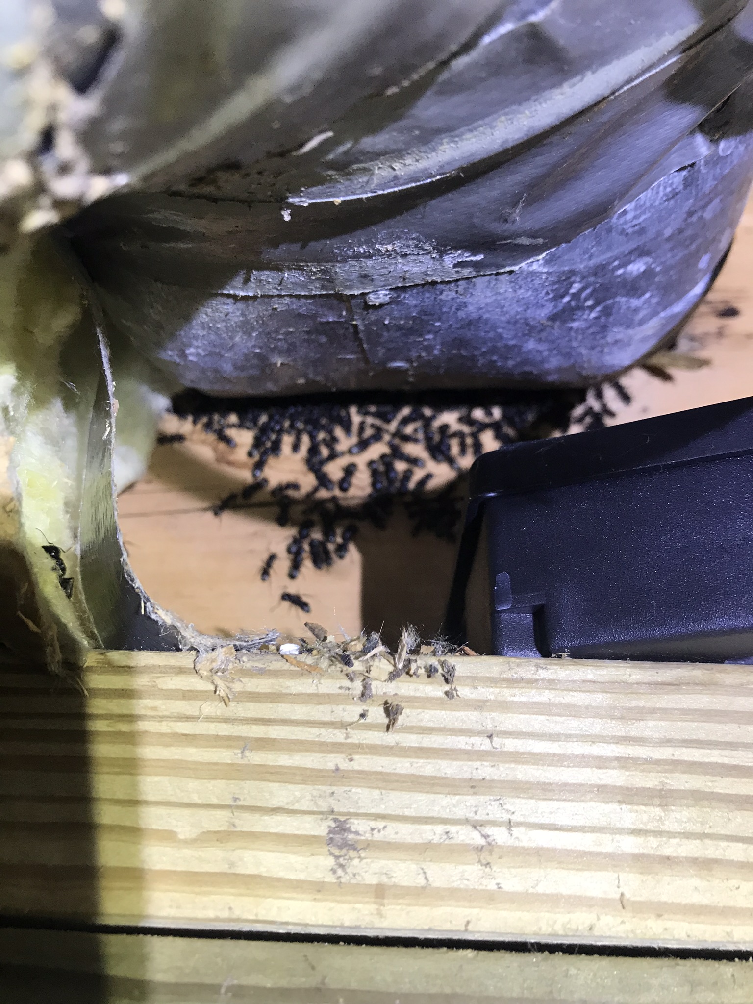 Ant Control & Extermination 1