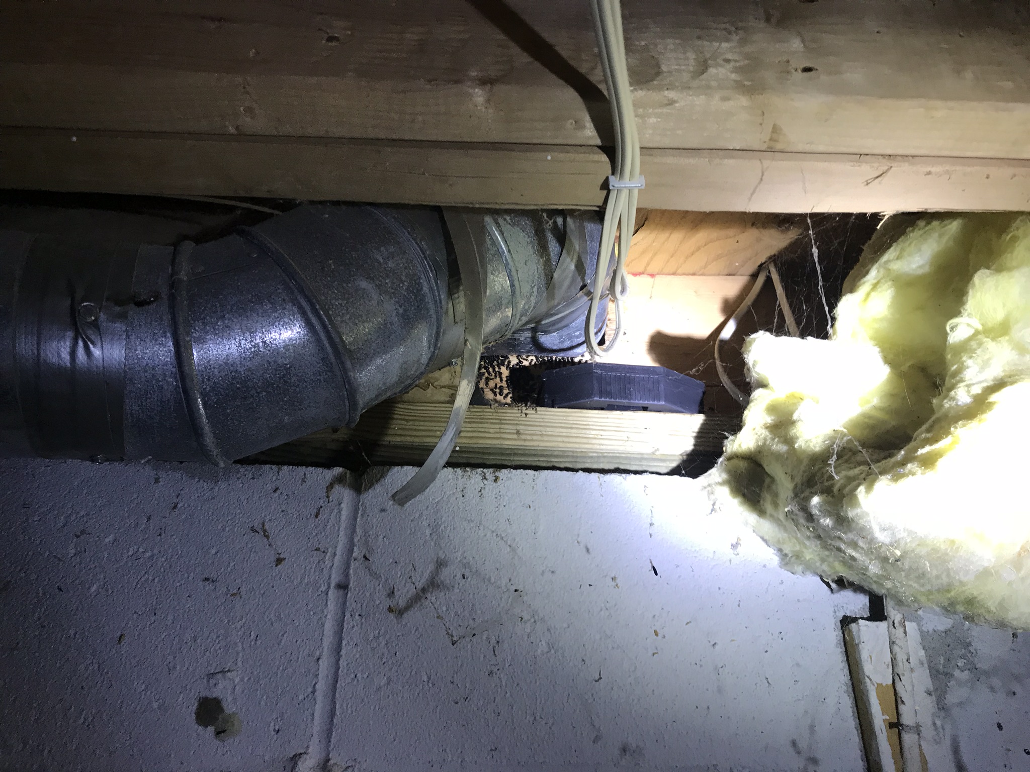 Ant Control & Extermination 2