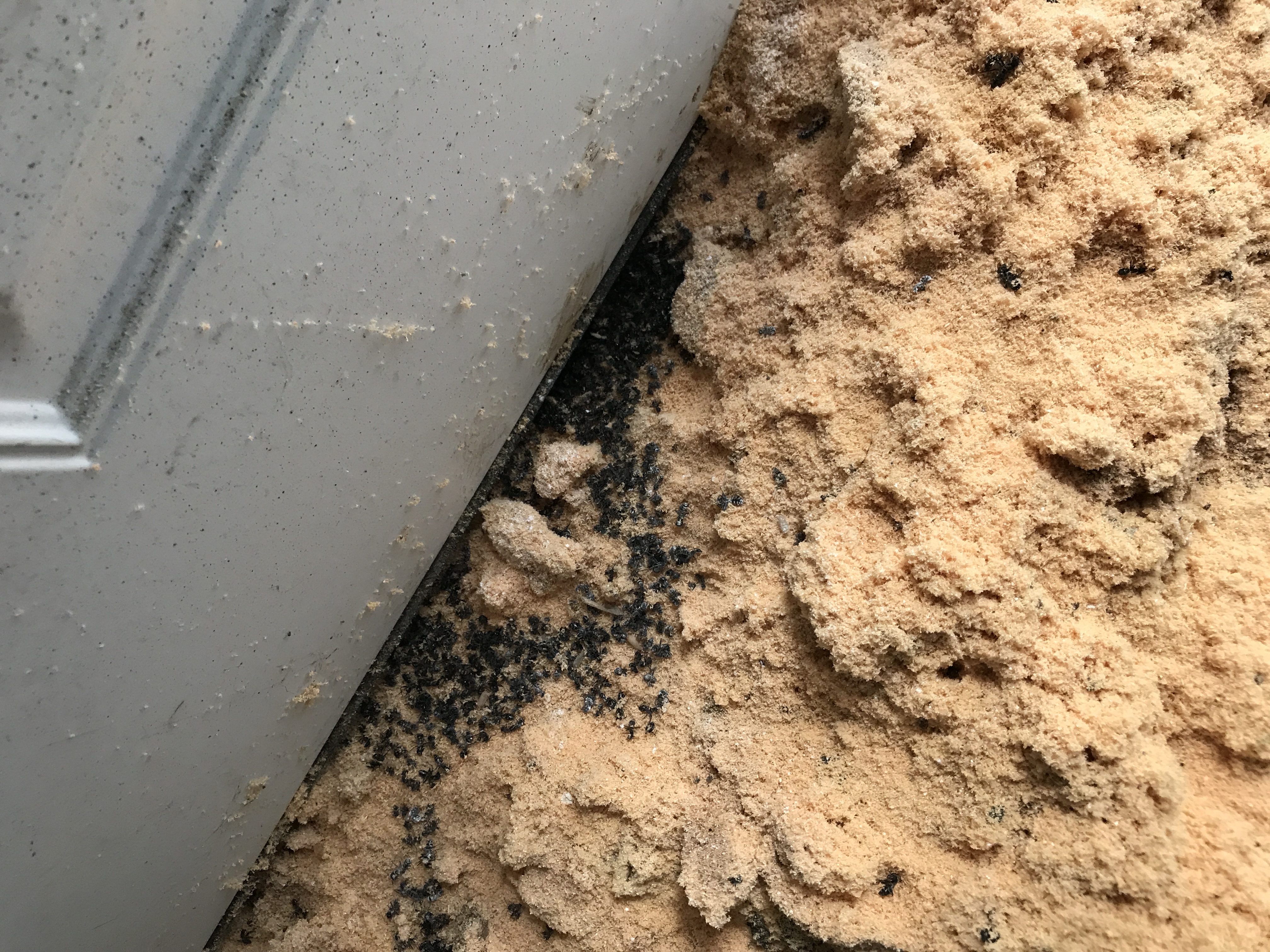 Ant Control & Extermination 3