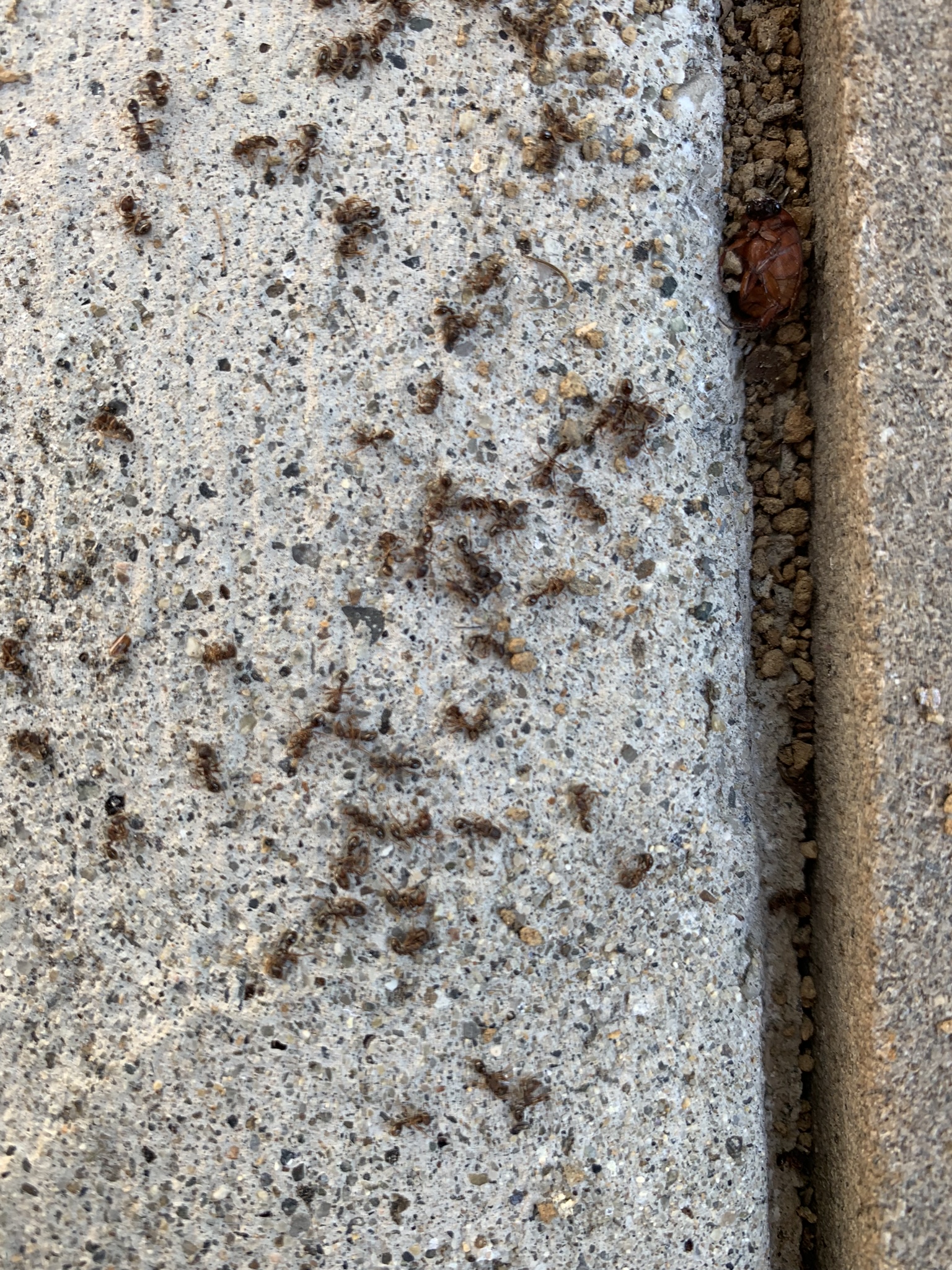Ant Control & Extermination 5