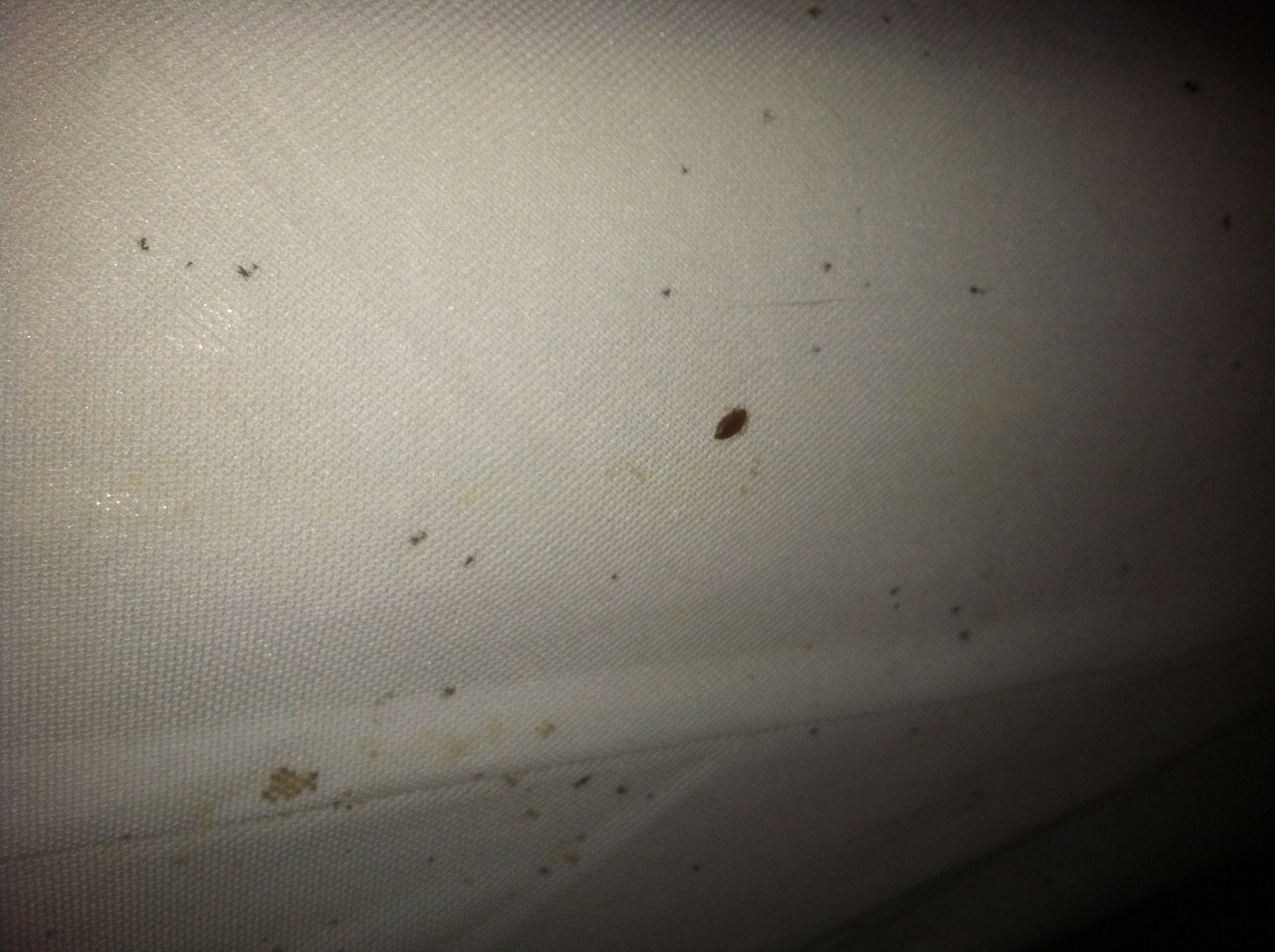 Bed Bug Treatment CT 1