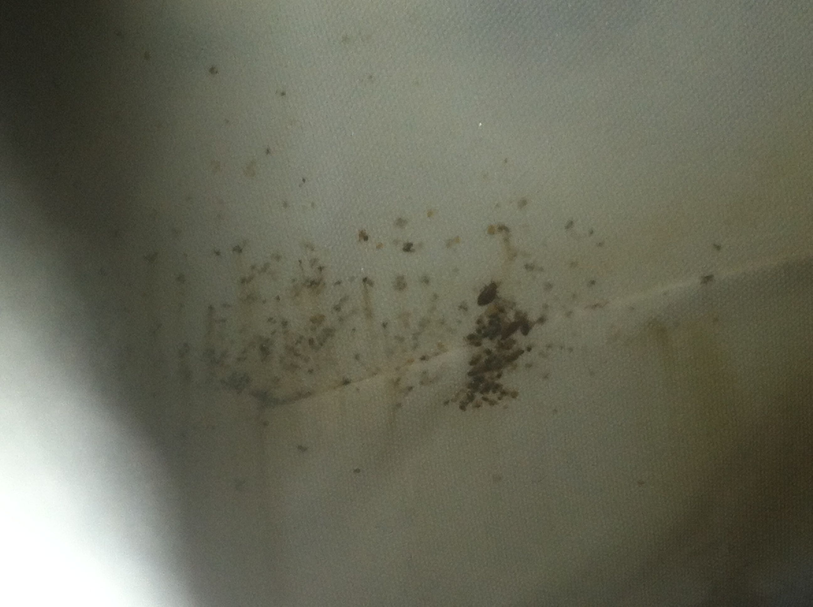 Bed Bug Treatment CT 2