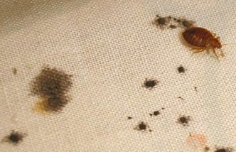 Bed Bug Treatment CT 7
