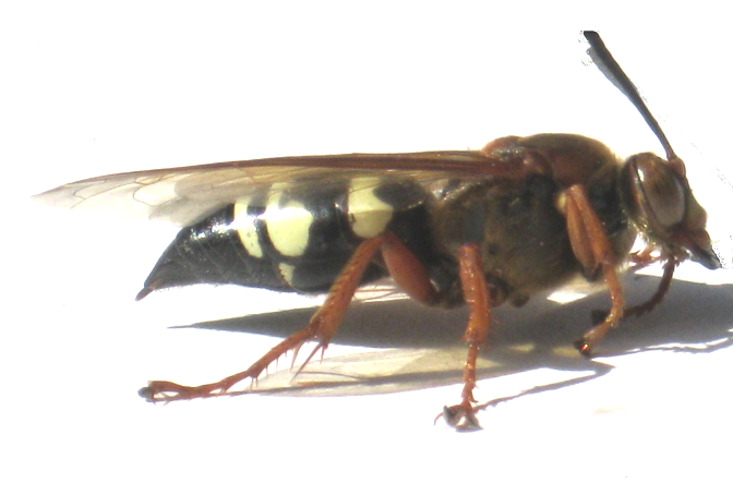 Carpenter Bee Control CT 3