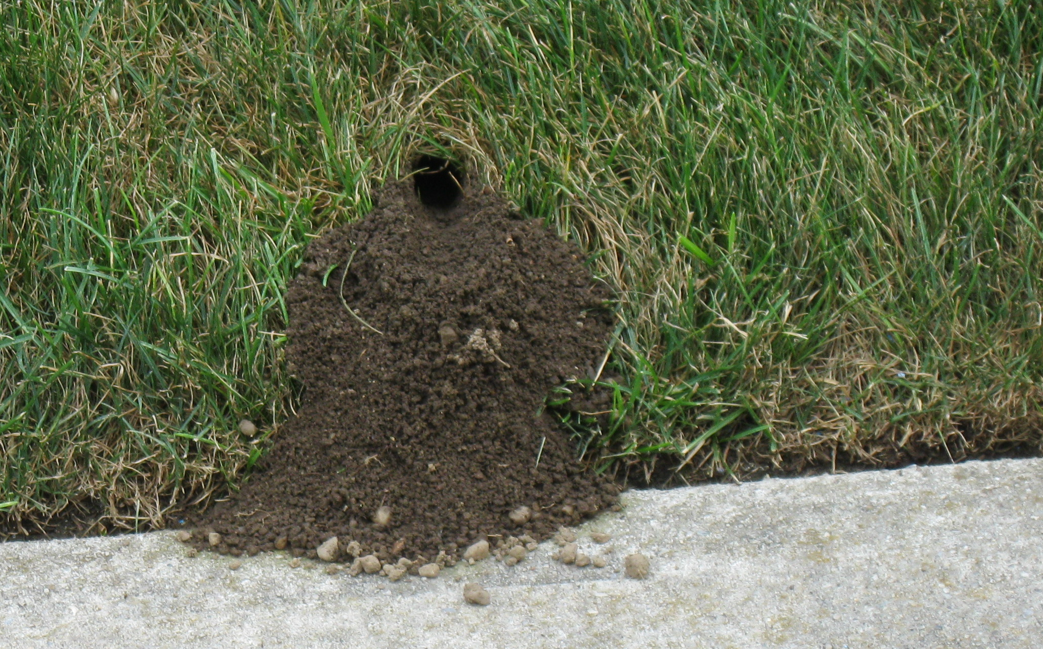 Carpenter Bee Control CT 4