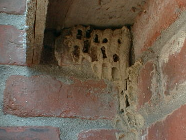 Carpenter Bee Control CT 5