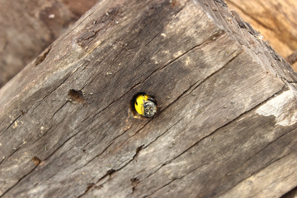 Carpenter Bee Control CT 7