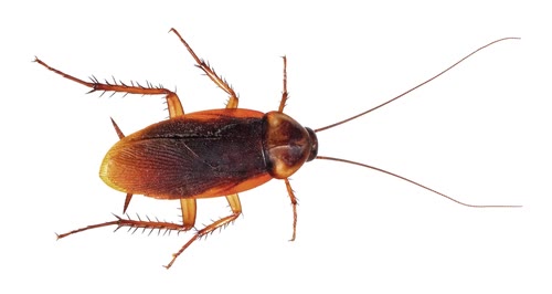 Cockroach Control & Removal 2