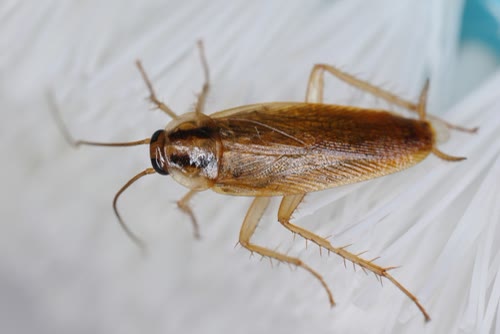 Cockroach Control & Removal 3