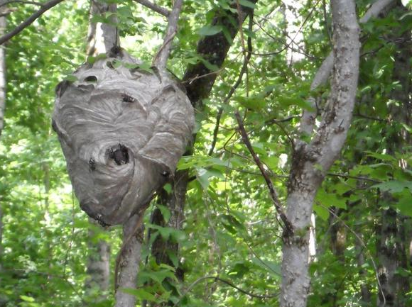 Bee, Wasp & Hornet Removal CT 1