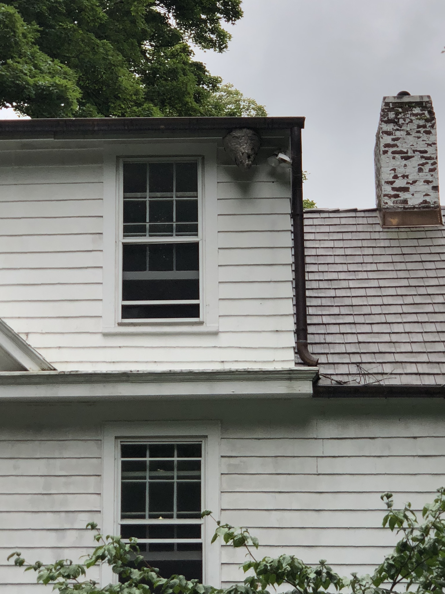 Bee, Wasp & Hornet Removal CT 2