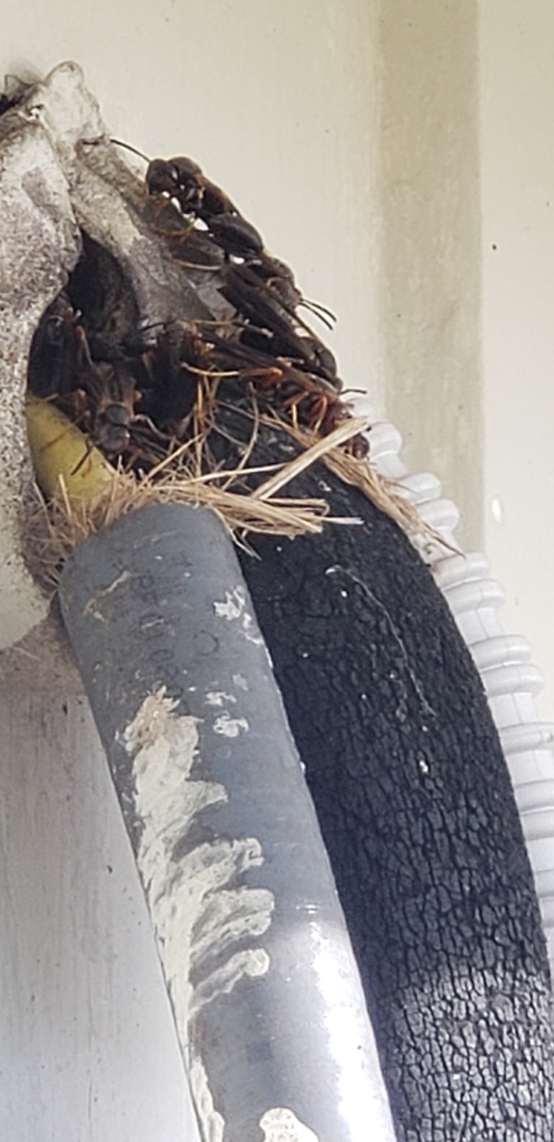 Bee, Wasp & Hornet Removal CT 4