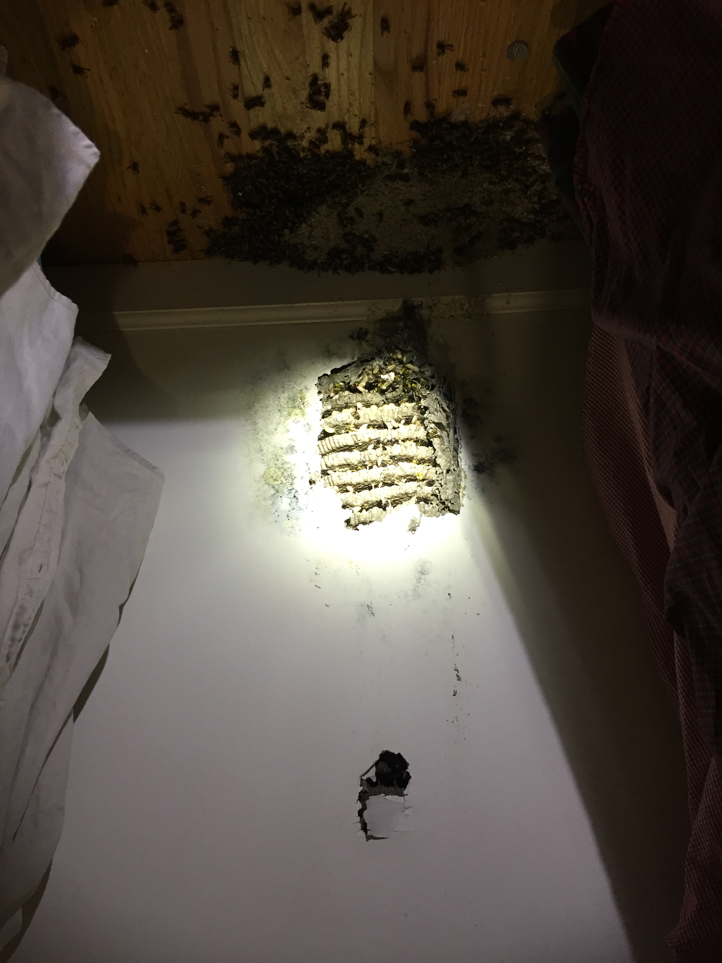 Bee, Wasp & Hornet Removal CT 5