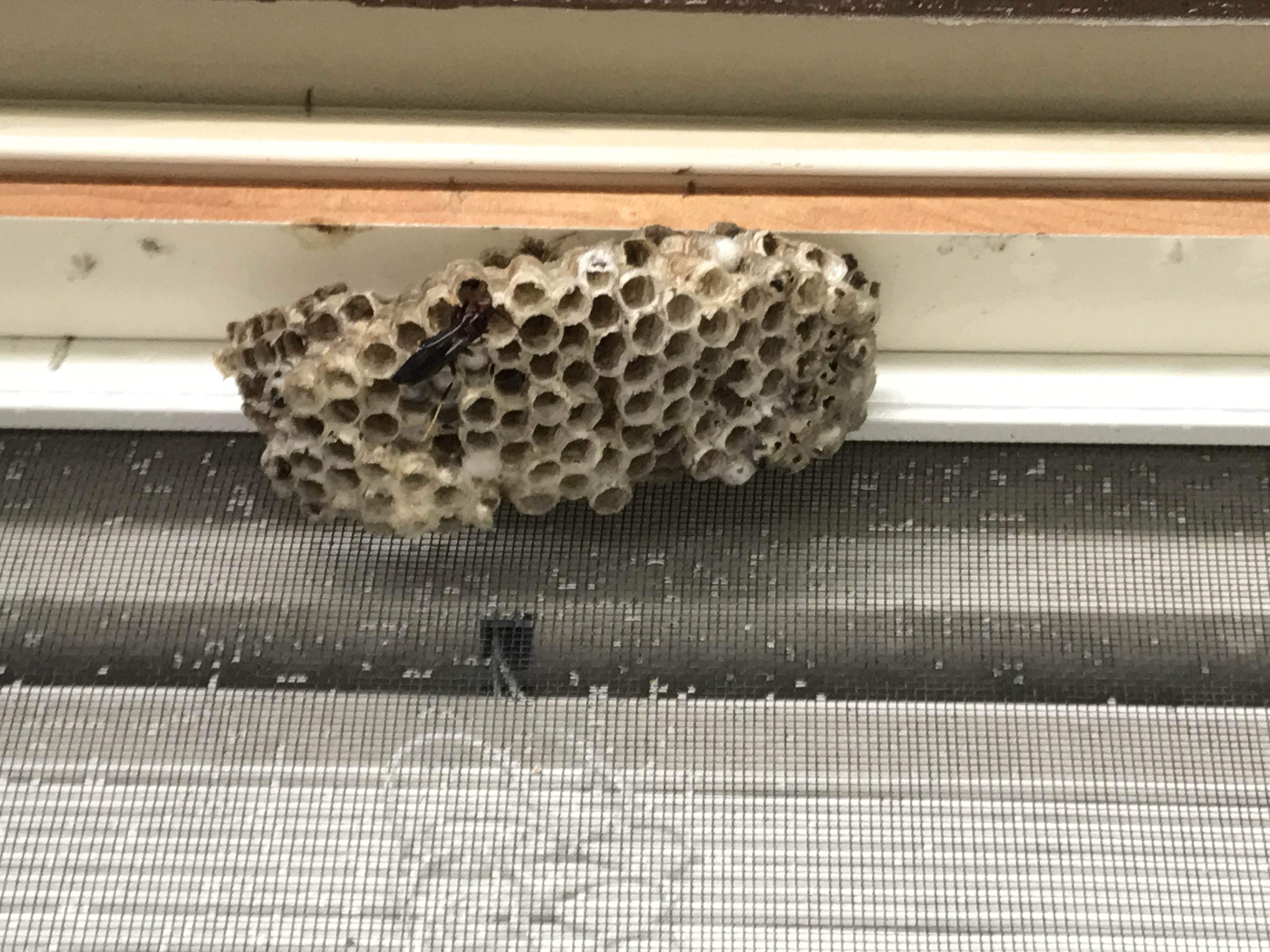 Bee, Wasp & Hornet Removal CT 6