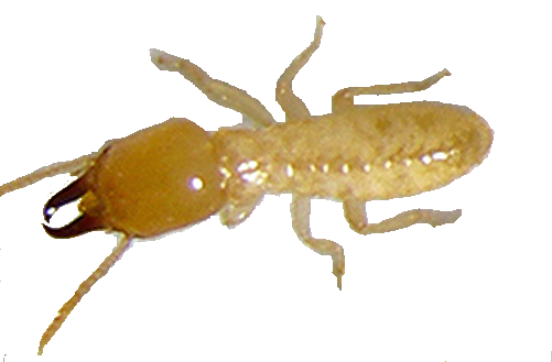 Termite Control CT 3