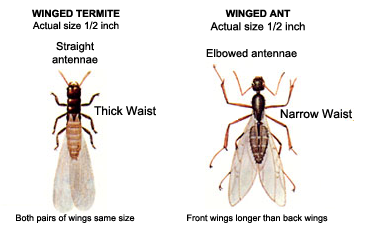 Termite Control CT 4