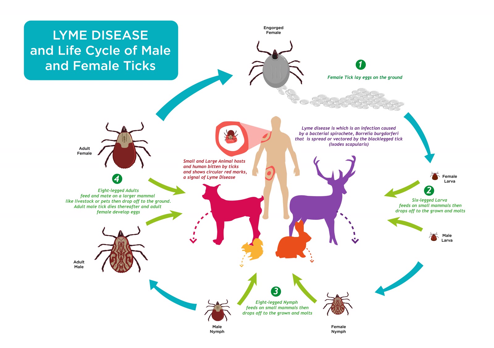 Tick Control & Prevention CT 4