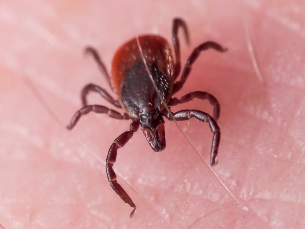 Tick Control & Prevention CT 5