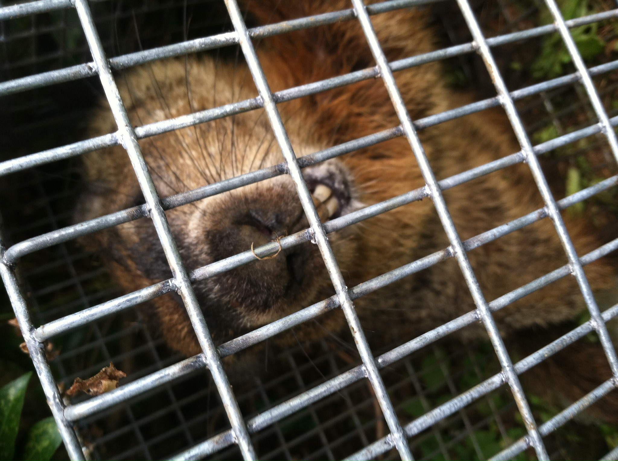 Wildlife Removal CT 1