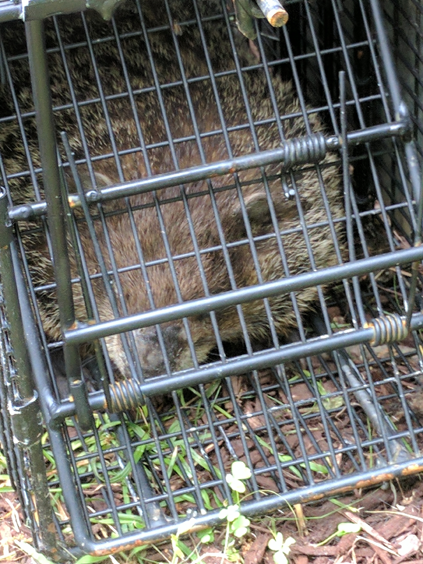 Wildlife Removal CT 3