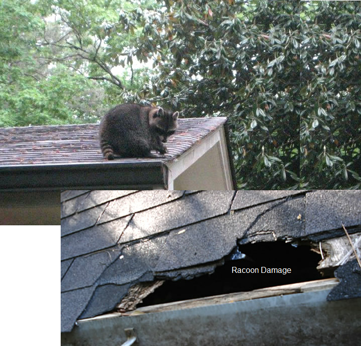 Wildlife Removal CT 4